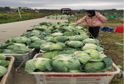 食用農產品零售市場新觀察 品質、渠道與消費趨勢的嬗變